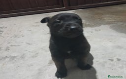 Pastor Belga Malinois perros en venta: PASTOR BELGA MALINOIS - Anuncio 4