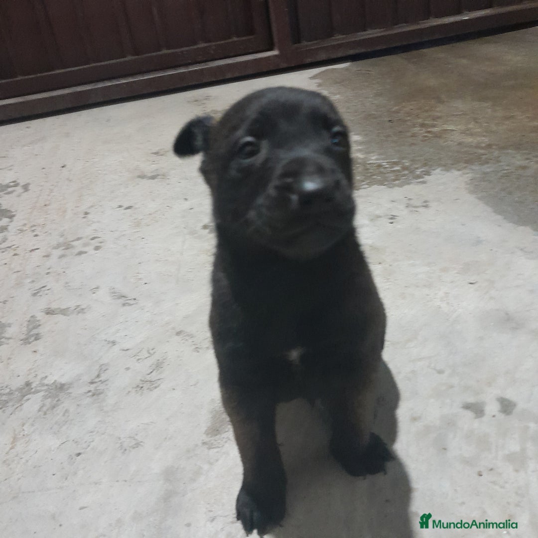 Pastor Belga Malinois perros en venta: PASTOR BELGA MALINOIS - Anuncio 4