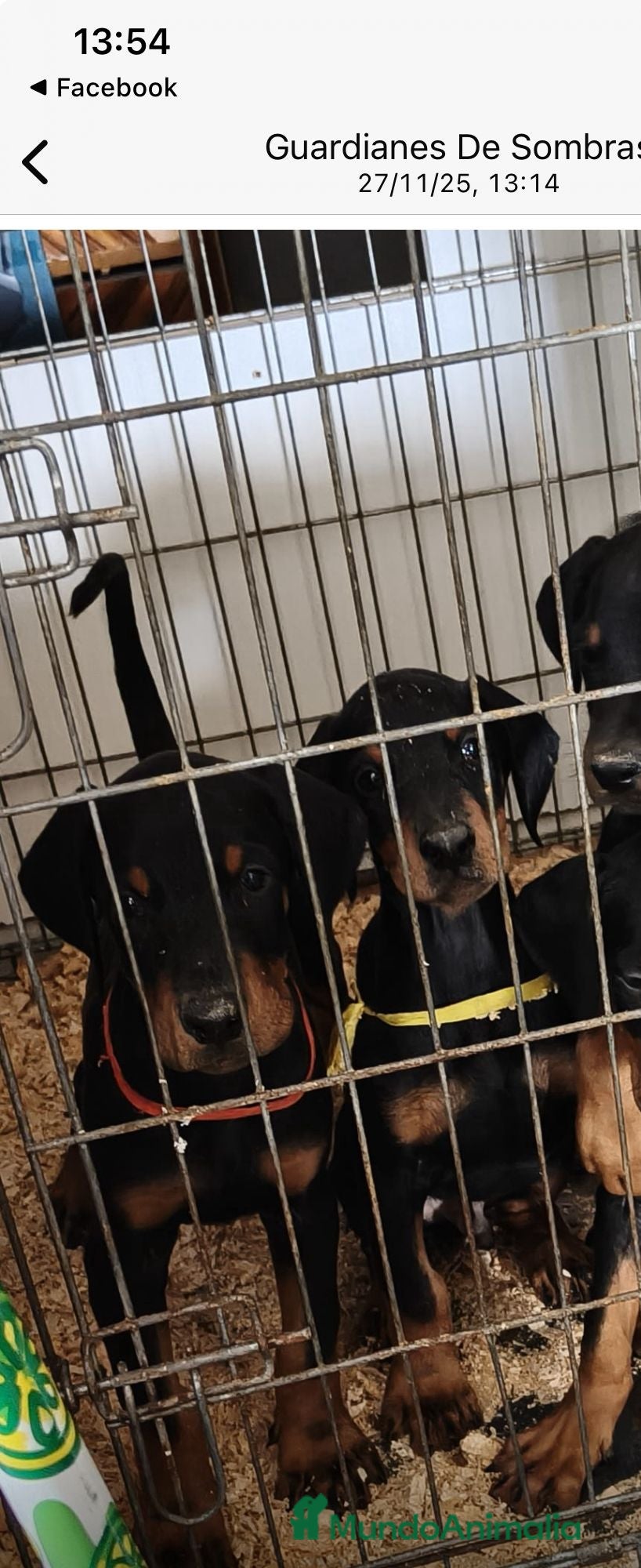 Dobermann perros Macho espectacular  - Anuncio 1