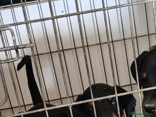 Dobermann perros Macho espectacular - Anuncio 1