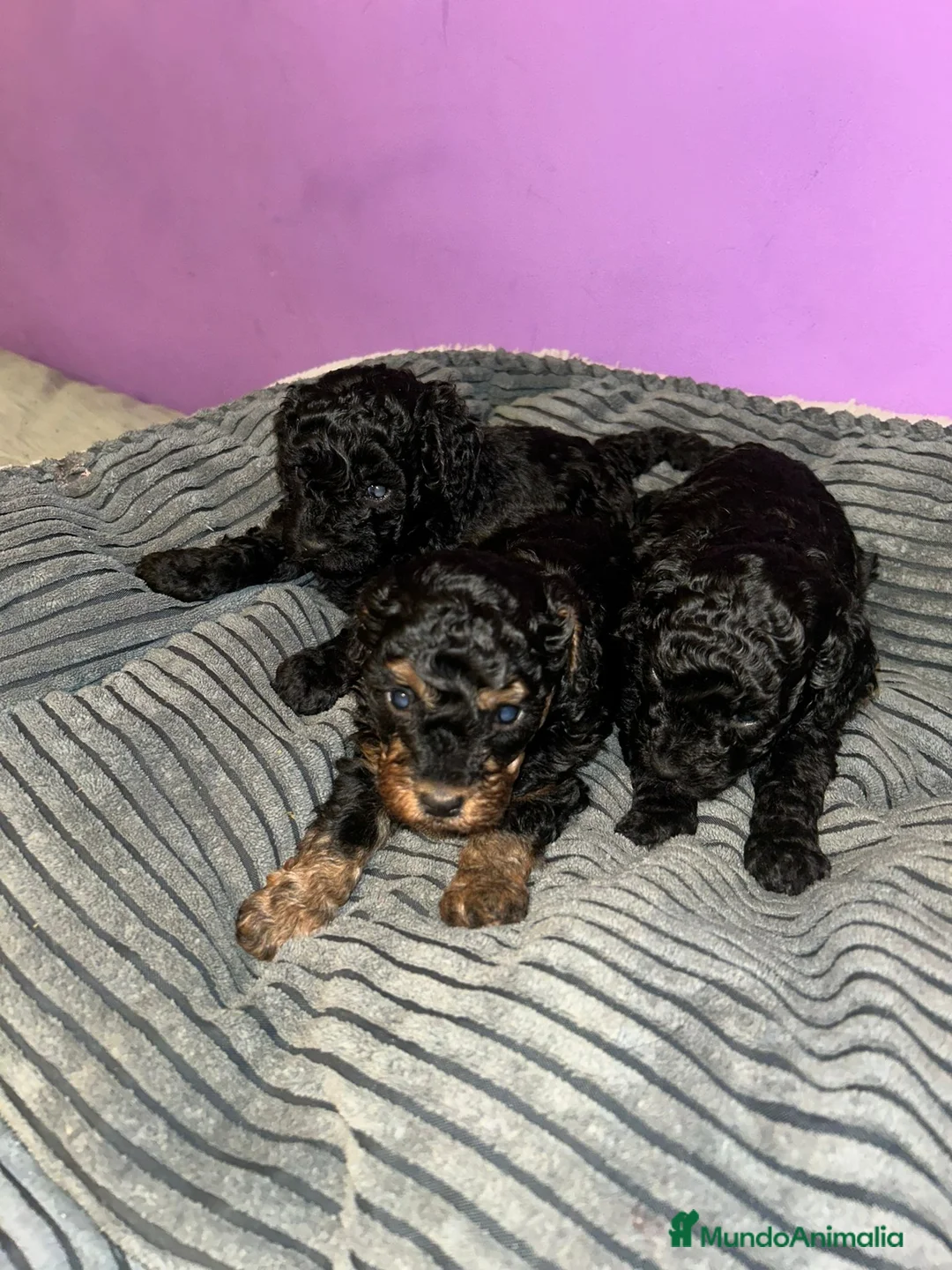 Caniche Toy perros en venta: Caniche toy - Anuncio 6