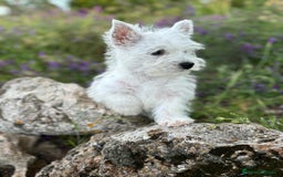 West Highland White Terrier perros en venta: Westys excelentes Ejemplres  - Imagen 4