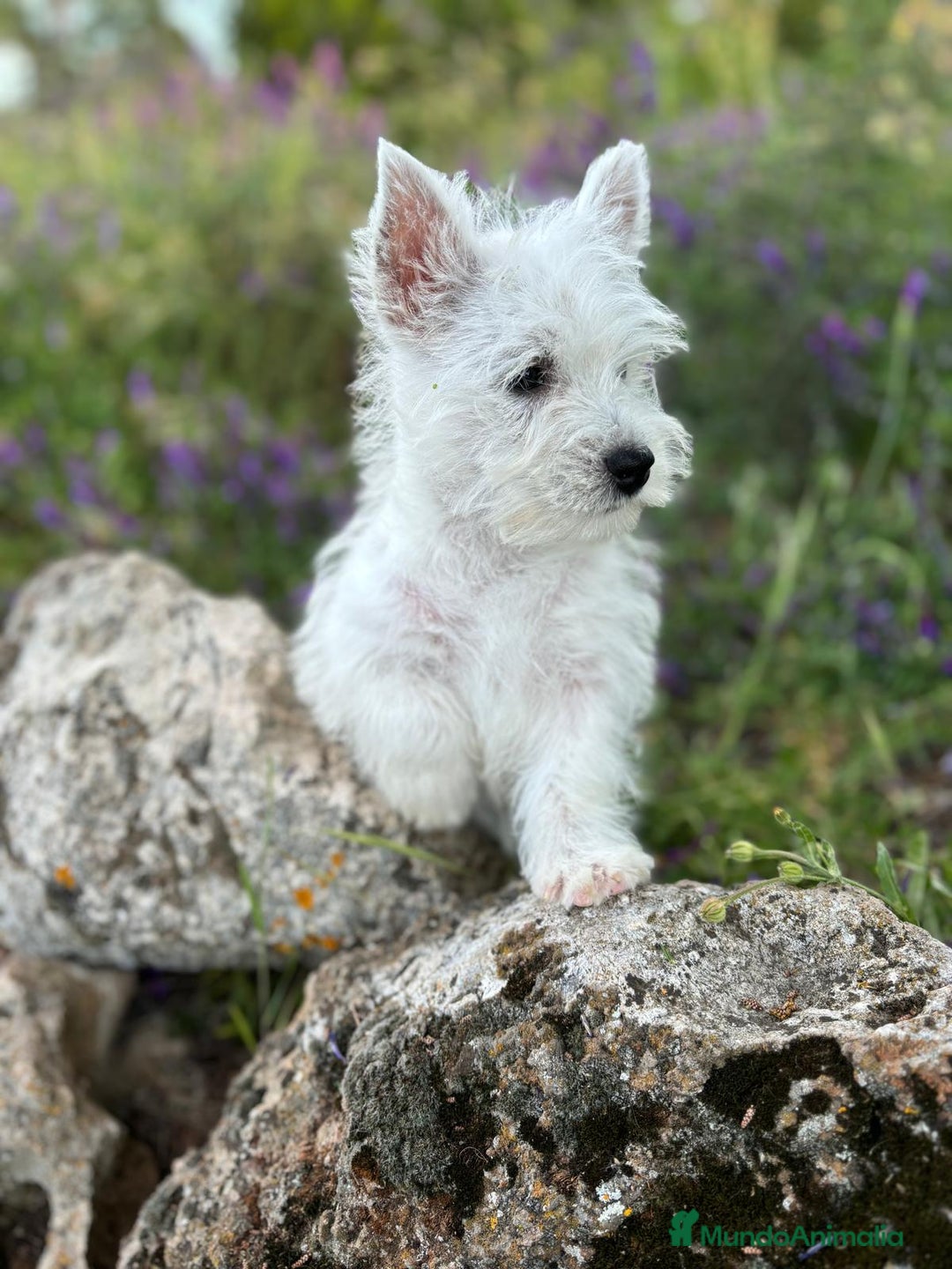 West Highland White Terrier perros en venta: Westys excelentes Ejemplres  - Imagen 4