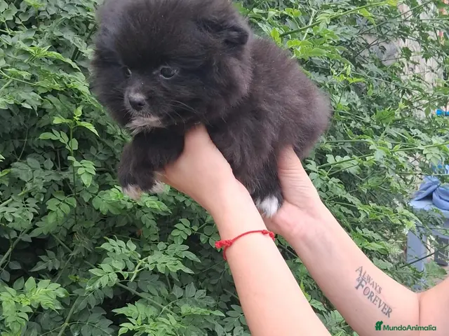 Pomchi perros Camada de pomchi - Anuncio 1