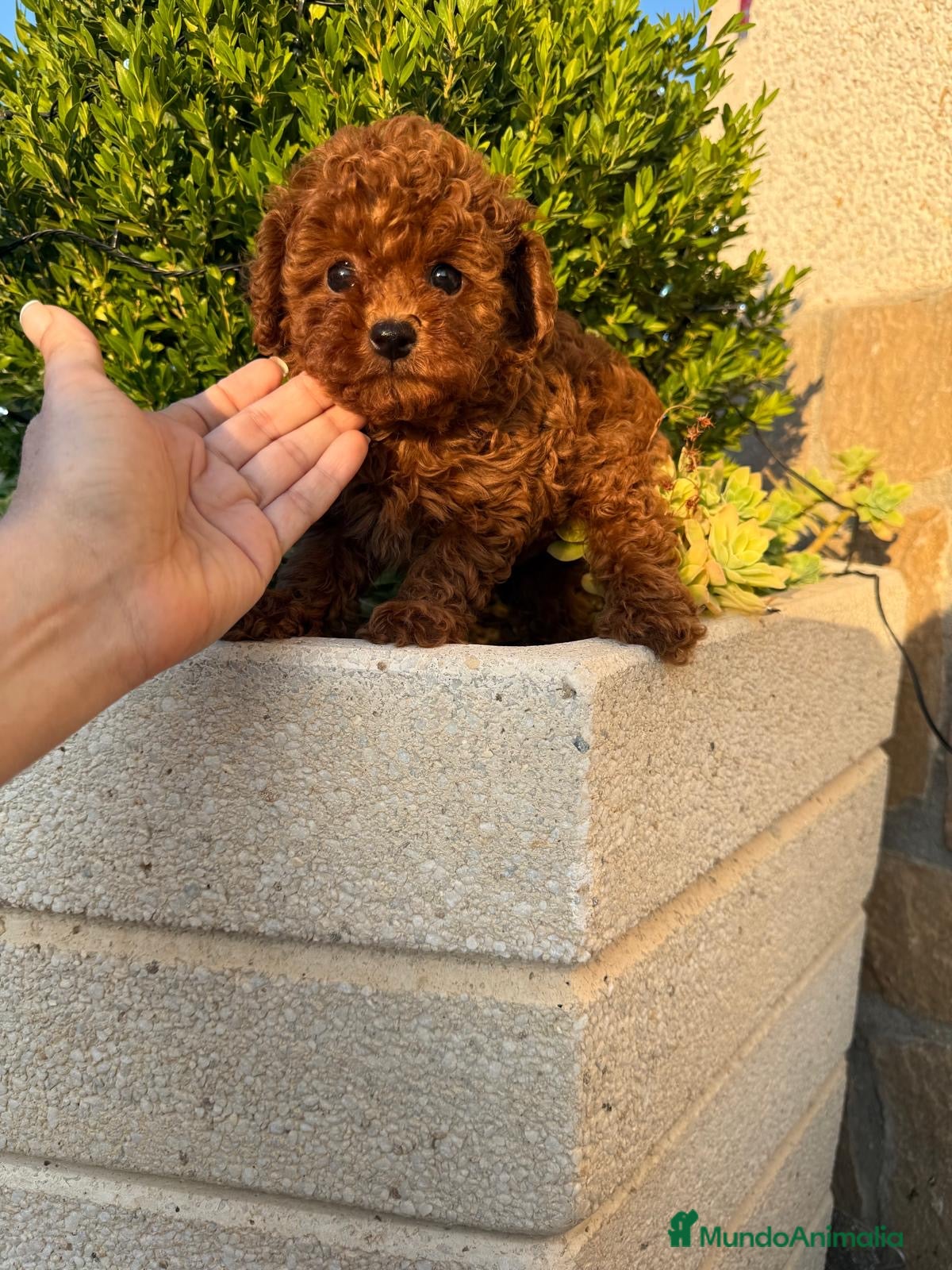 Caniche Toy perros Caniche toy excelentes ejemplares !!! - Anuncio 1