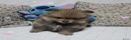 Pomerania perros en venta: Preciosa Osita Lulú  - Anuncio 3