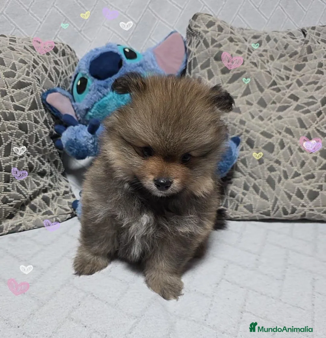 Pomerania perros en venta: Preciosa Osita Lulú  - Anuncio 3