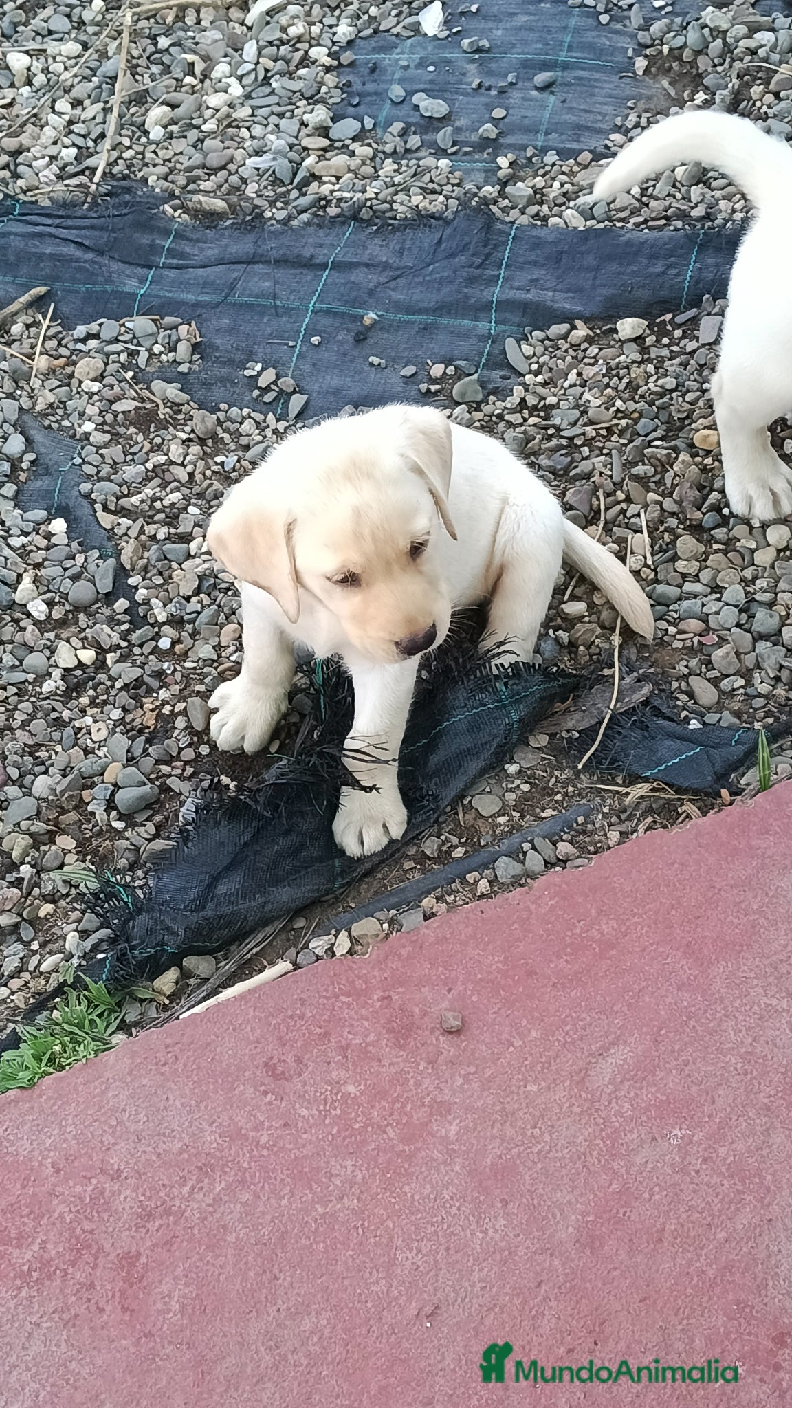 Labrador Retriever perros Macho labrador disponible  - Anuncio 1