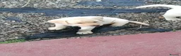 Labrador Retriever perros en venta: Macho labrador disponible  en Cádiz - Anuncio 1
