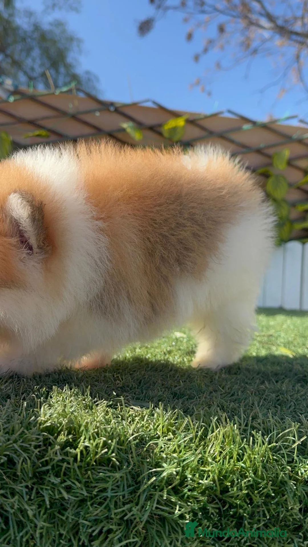 Pomerania perros en venta: POMERANIA MACHO - Anuncio 8