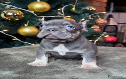 Bulldog Francés perros en venta: BULLDOG FRANCÉS /// LO MEJOR DE LO MEJOR  - Anuncio 5