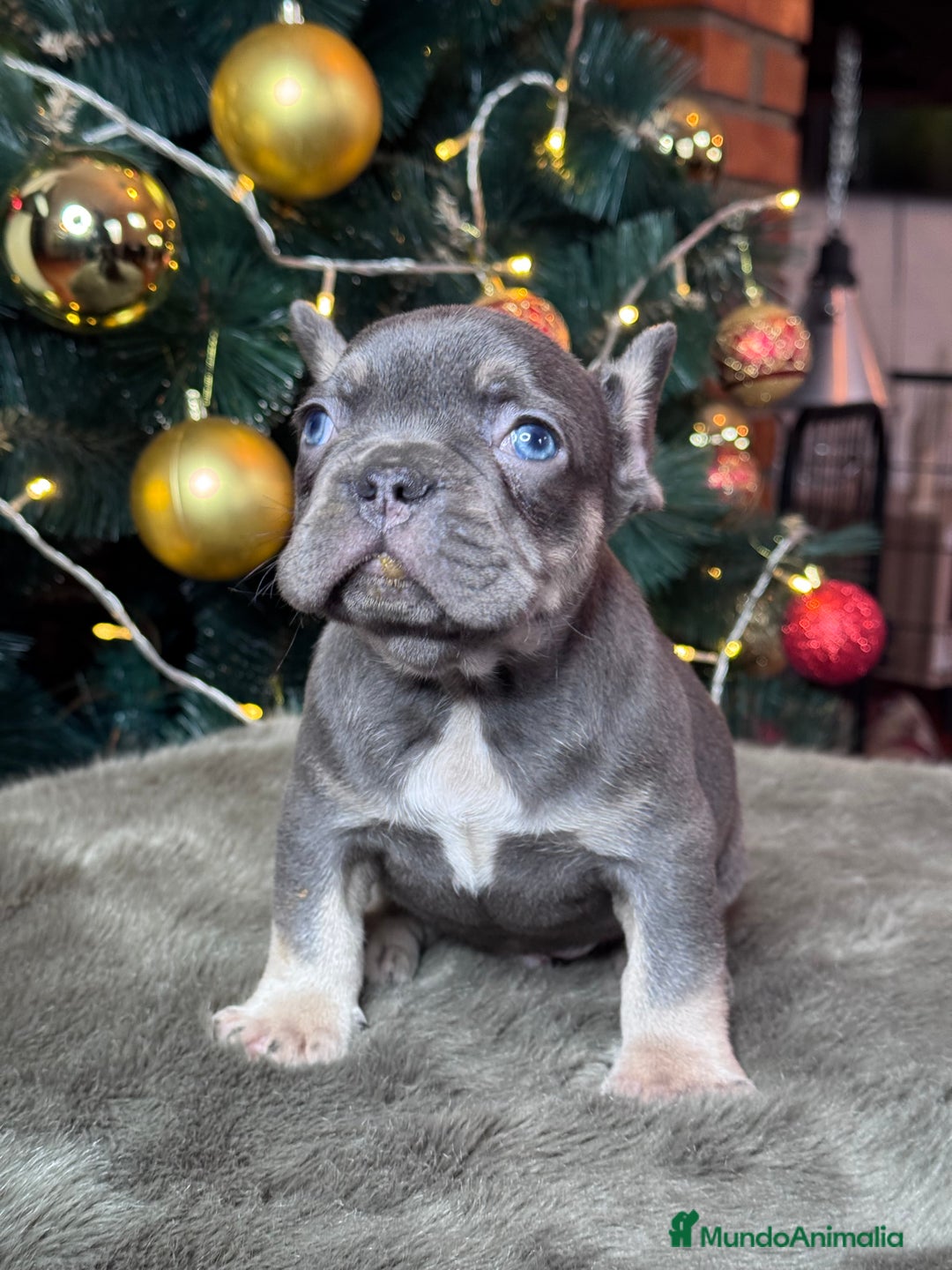 Bulldog Francés perros en venta: BULLDOG FRANCÉS /// LO MEJOR DE LO MEJOR  - Anuncio 5