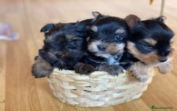 Yorkshire Terrier perros en venta: YORKSHIRE MADRID ////// - Anuncio 2