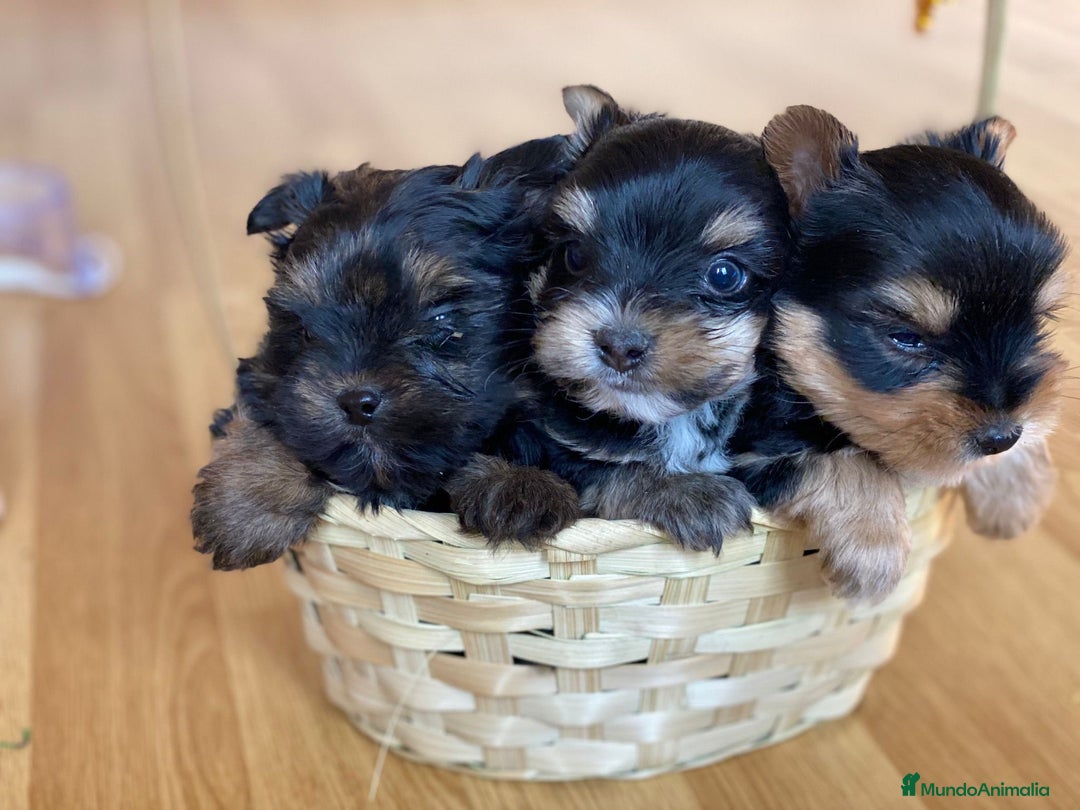 Yorkshire Terrier perros en venta: YORKSHIRE MADRID ////// - Anuncio 2