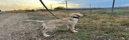 Labrador Retriever perros en venta: Se busca nuevo hogar para labrador retriever  - Anuncio 2