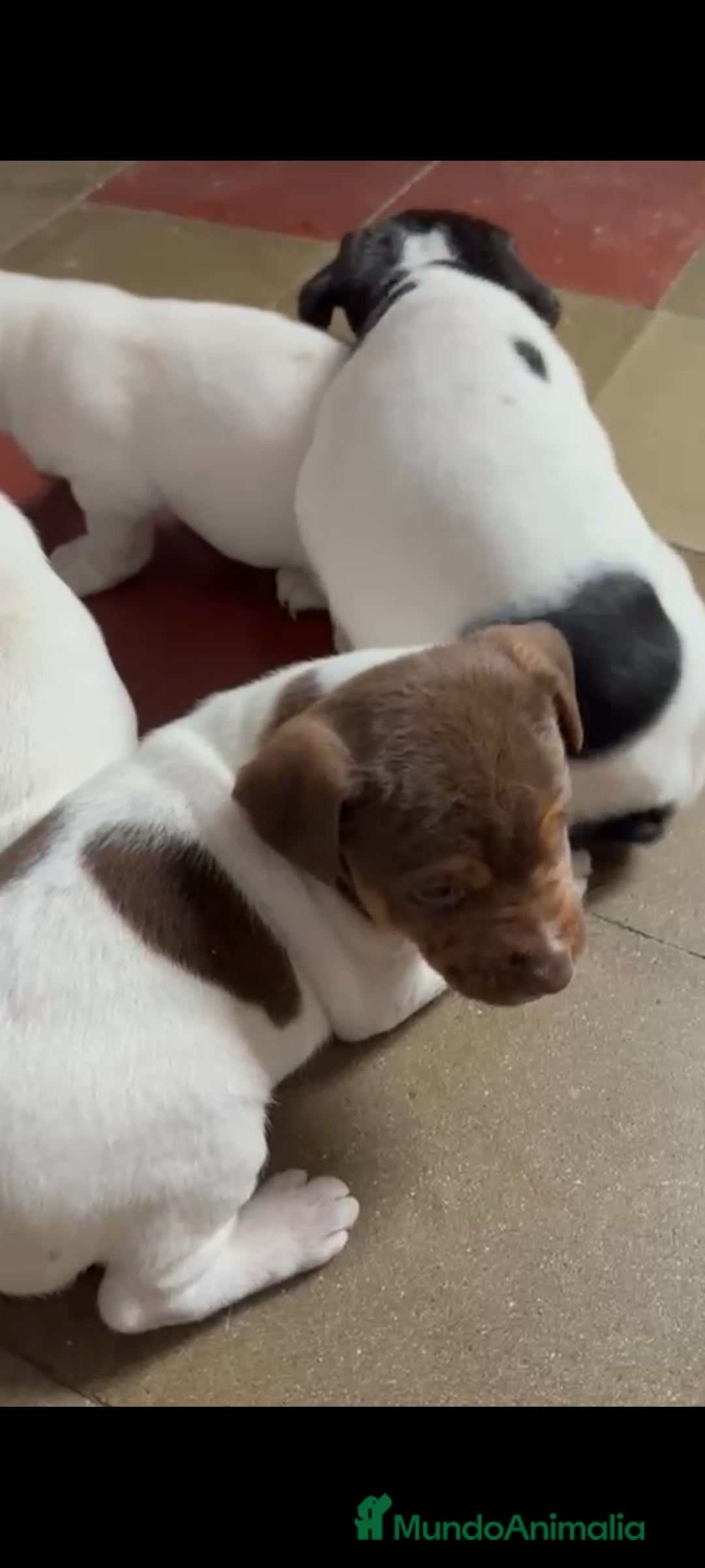 Jack Russell Terrier perros en venta: Jack Russell  - Anuncio 4