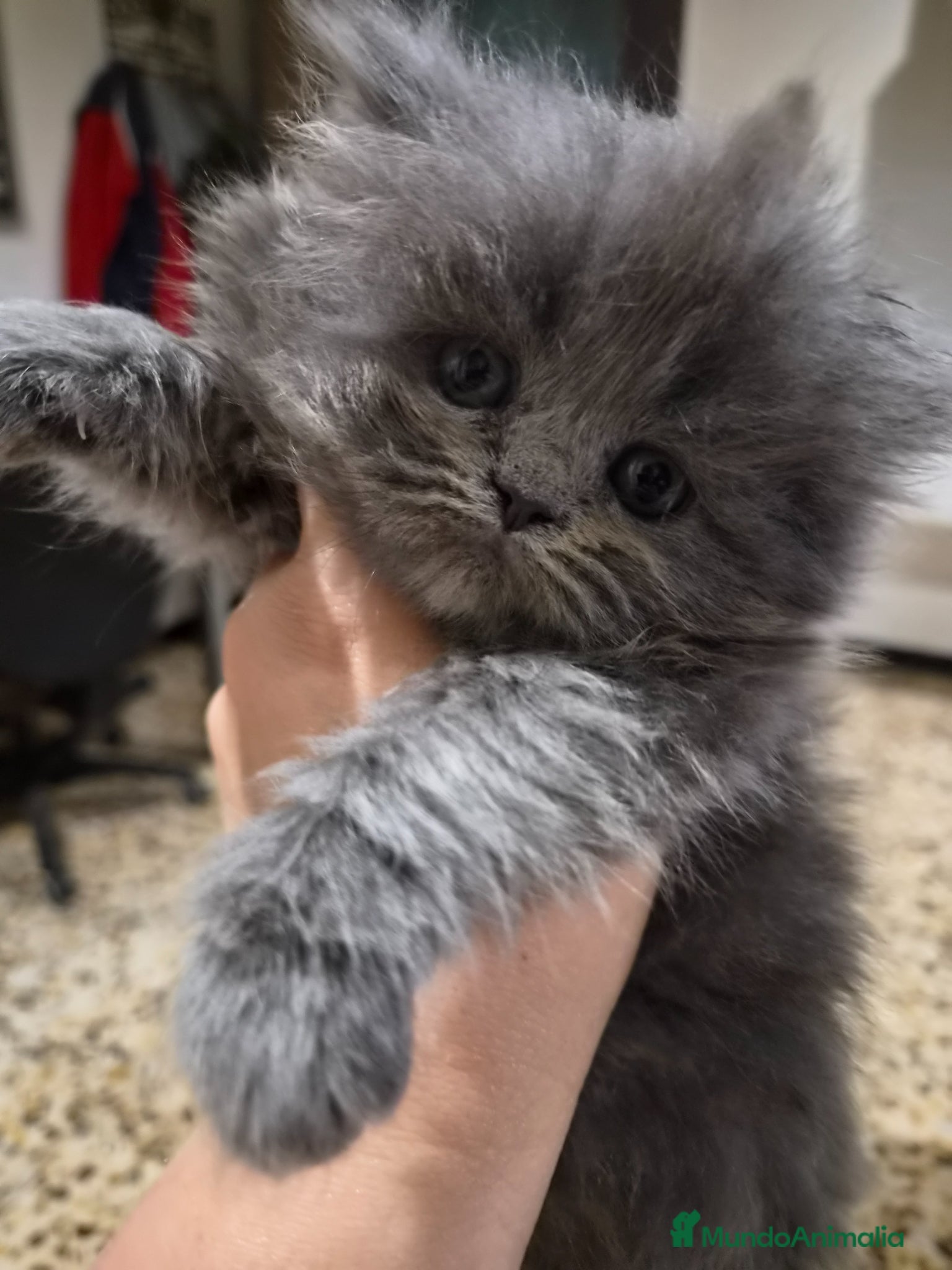 Persa gatos en venta: Gatos persas  - Anuncio 5