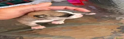 Chihuahua perros en venta: Chihuahua toy  - Anuncio 6