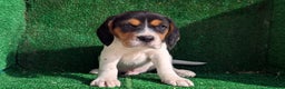 Beagle perros en venta: Beagle - Anuncio 6