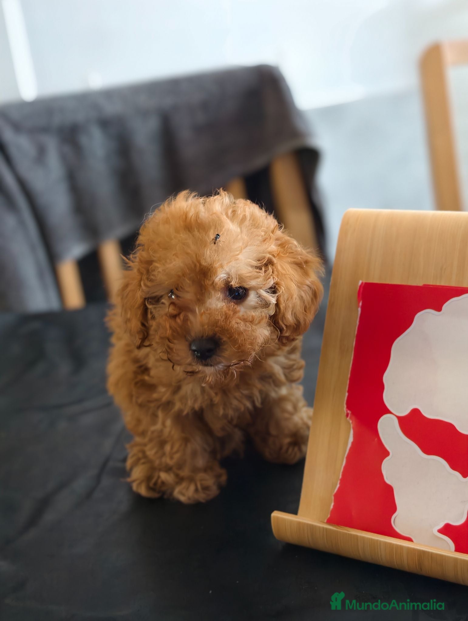 Caniche Toy perros Caniche hembra toy  - Anuncio 1