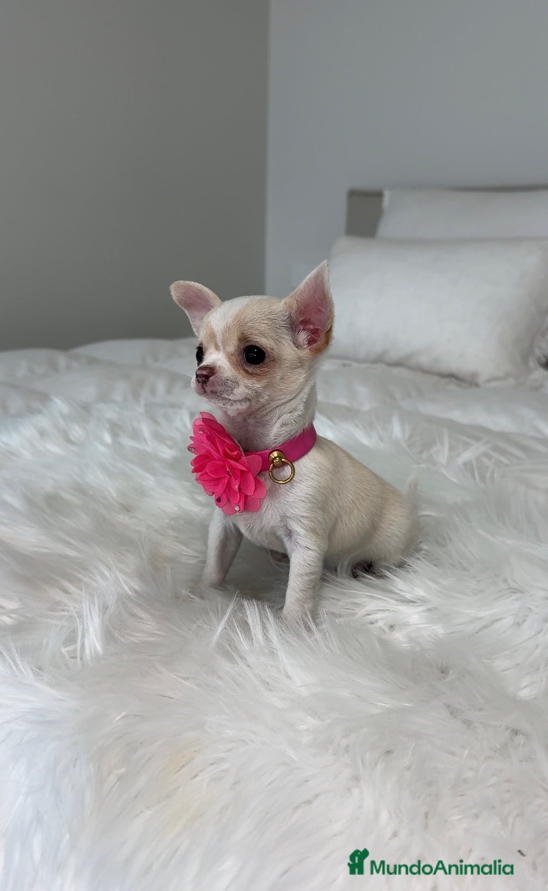 Chihuahua perros en venta: Chihuahua hembra - Anuncio 2