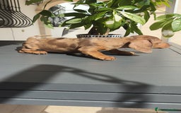 Teckel Miniatura perros en venta: Teckel mini exóticos, arlequín, pielbad, chocolate - Imagen 9