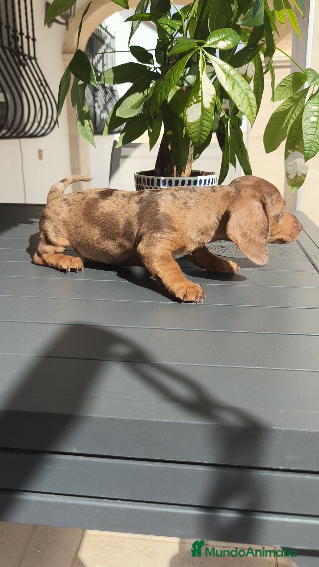 Teckel Miniatura perros en venta: Teckel mini exóticos, arlequín, pielbad, chocolate - Imagen 9