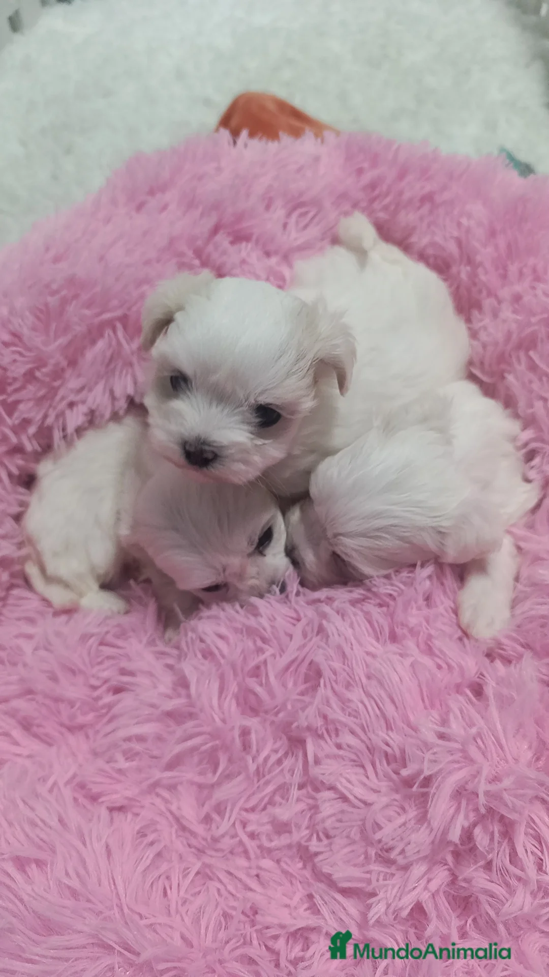 Bichón Maltés perros en venta: Bichón maltés coreanos  - Anuncio 3