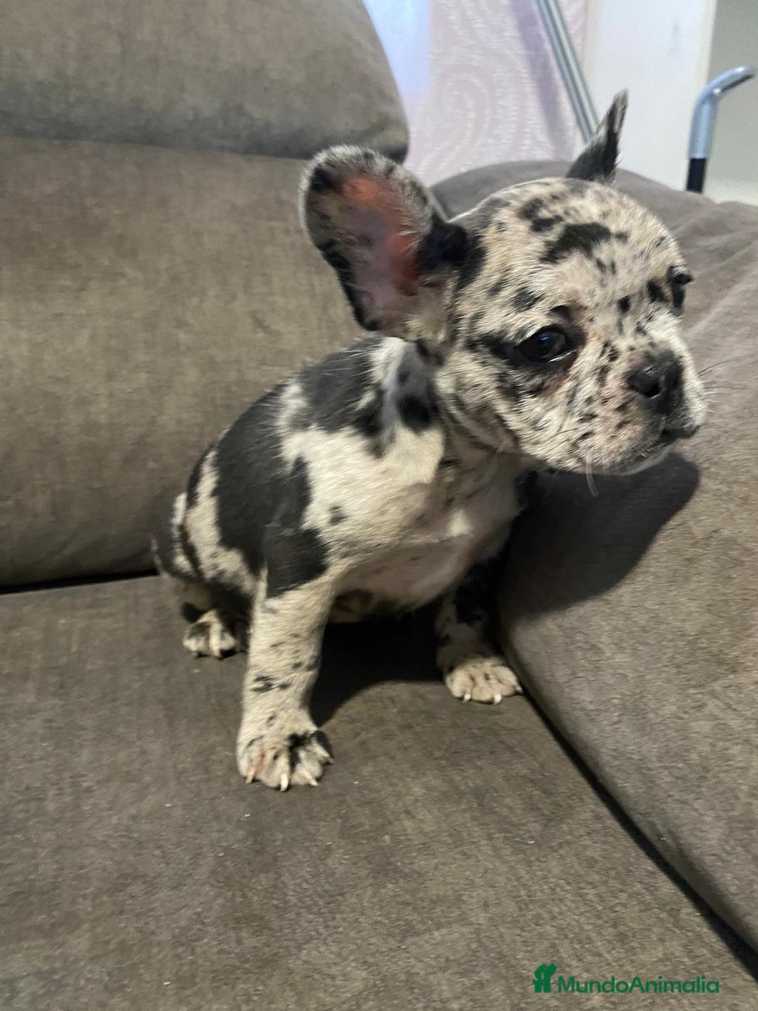 Bulldog Francés perros en venta: Bulldog francés exótico último!! - Anuncio 3