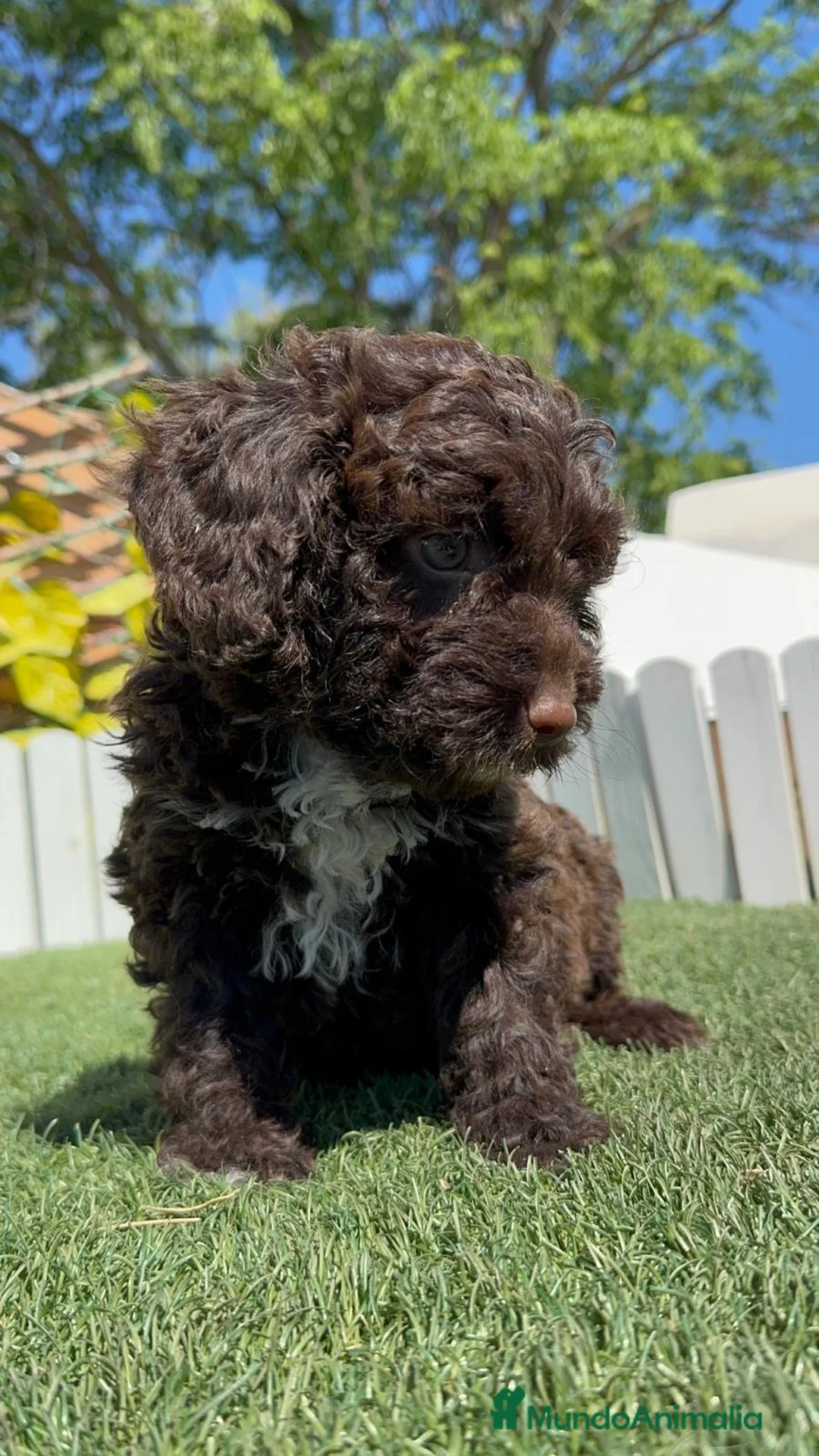 Perro de Agua Español perros en venta: PERRO DE AGUA HEMBRA - Anuncio 2