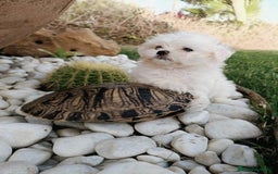 Bichón Maltés perros en venta: Bicho maltés  - Imagen 4