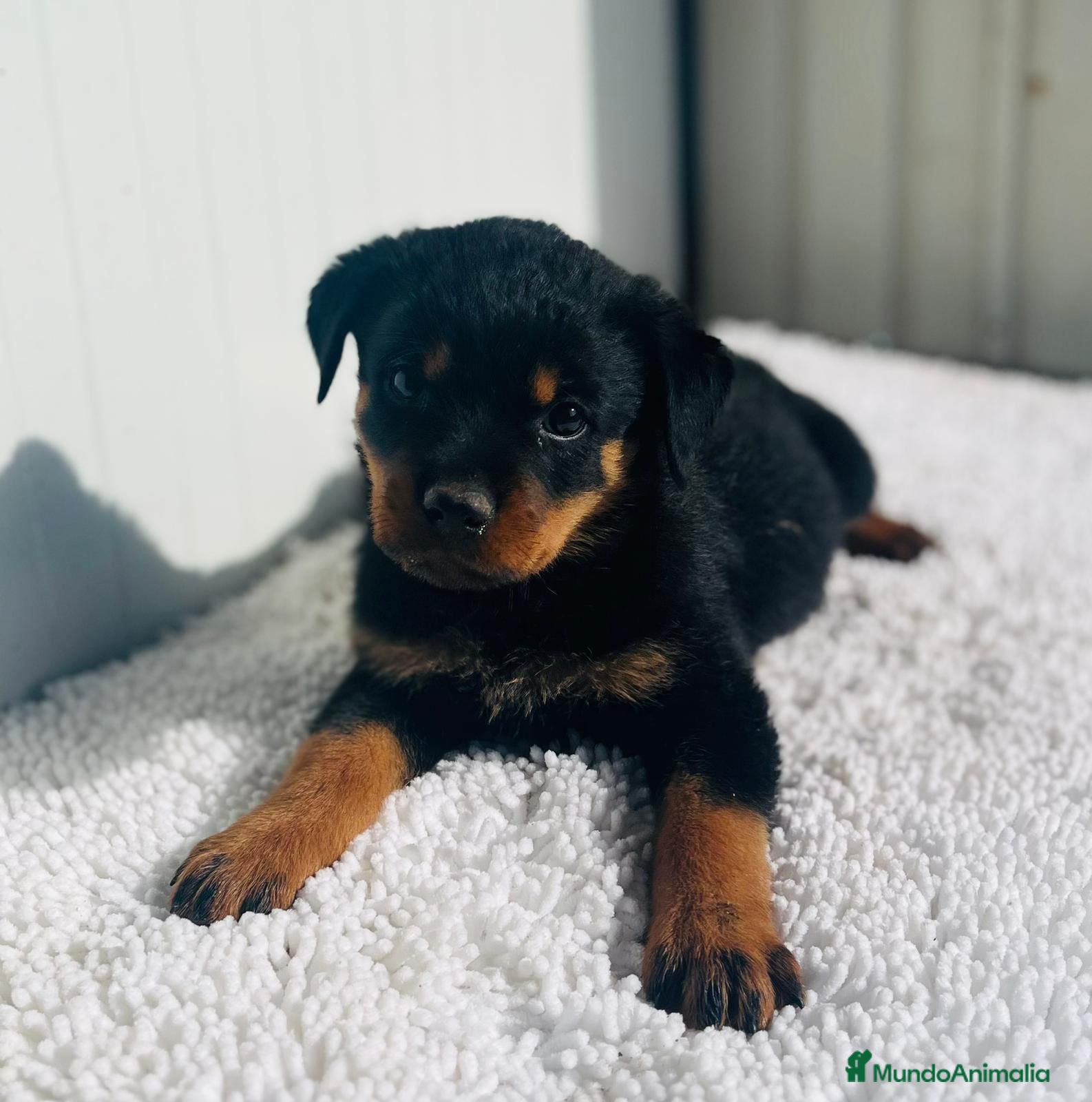 Rottweiler perros Disponible macho de Rottwailer de Calidad  - Anuncio 24