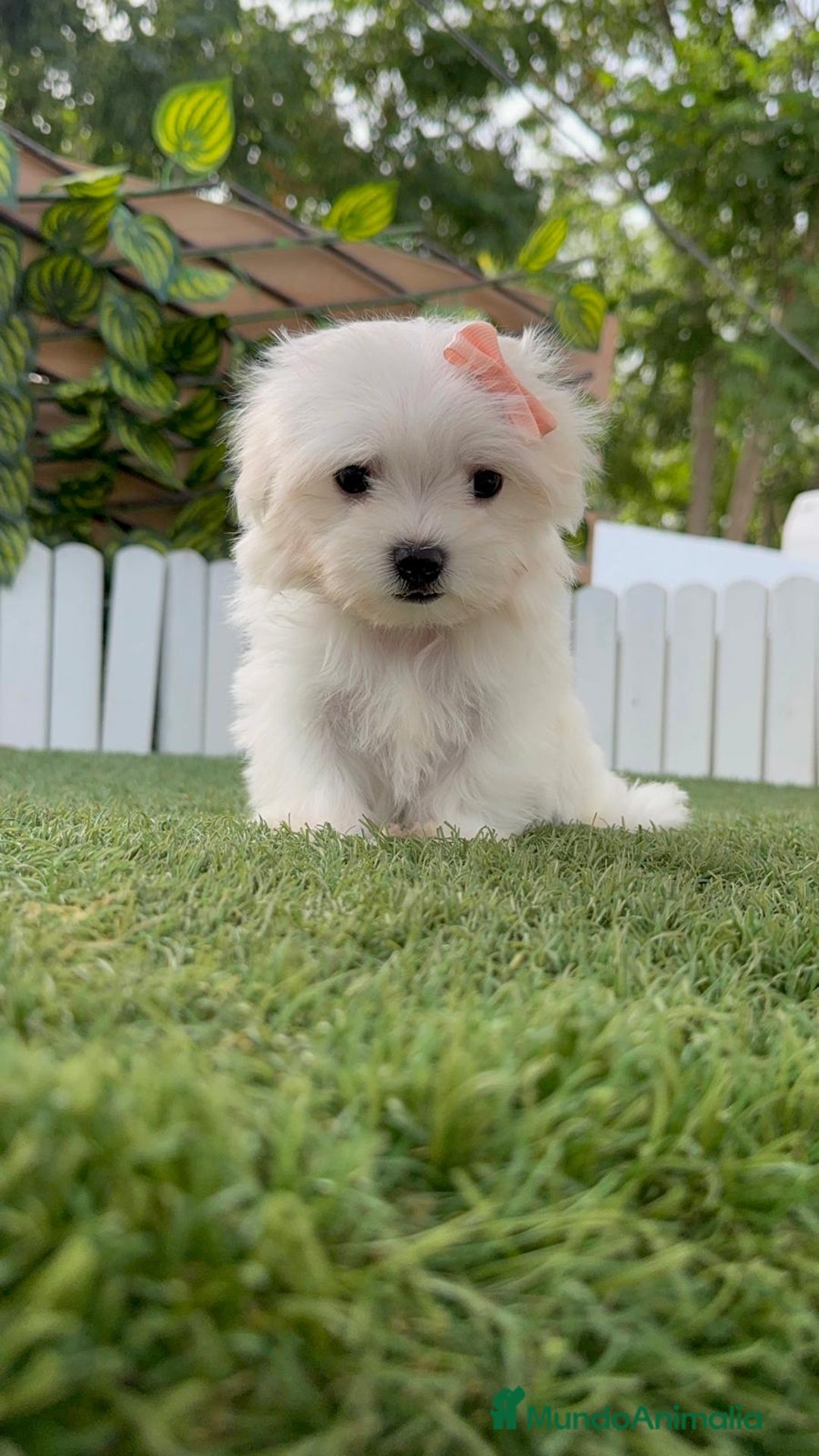 Bichón Maltés perros en venta: BICHON MALTES MINI ADORABLE-ENVIOS A TODA ESPAÑA - Imagen 13