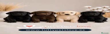 Leo color crema 