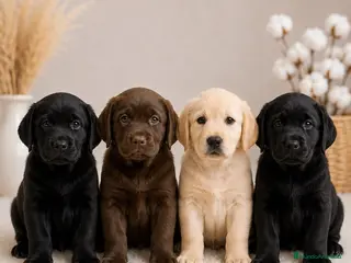 Labrador Retriever perros 💳 Labrador Retriever | Financiación Disponible - Anuncio 3