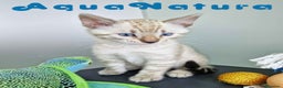 Bengalí gatos en venta: Bengali Snow Macho 4570 AQUANATURA - Anuncio 8