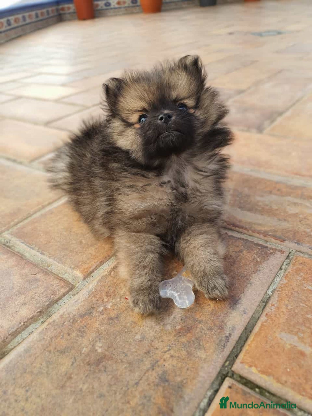 Pomerania perros en venta: Diminuto pomerania de Lulú - Imagen 2