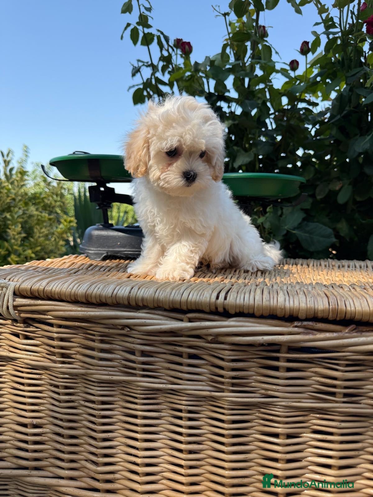 Maltipoo perros Maltipoo toy hembra !!!! - Anuncio 2