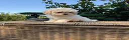 Maltipoo perros en venta: Maltipoo toy hembra !!!! - Anuncio 1