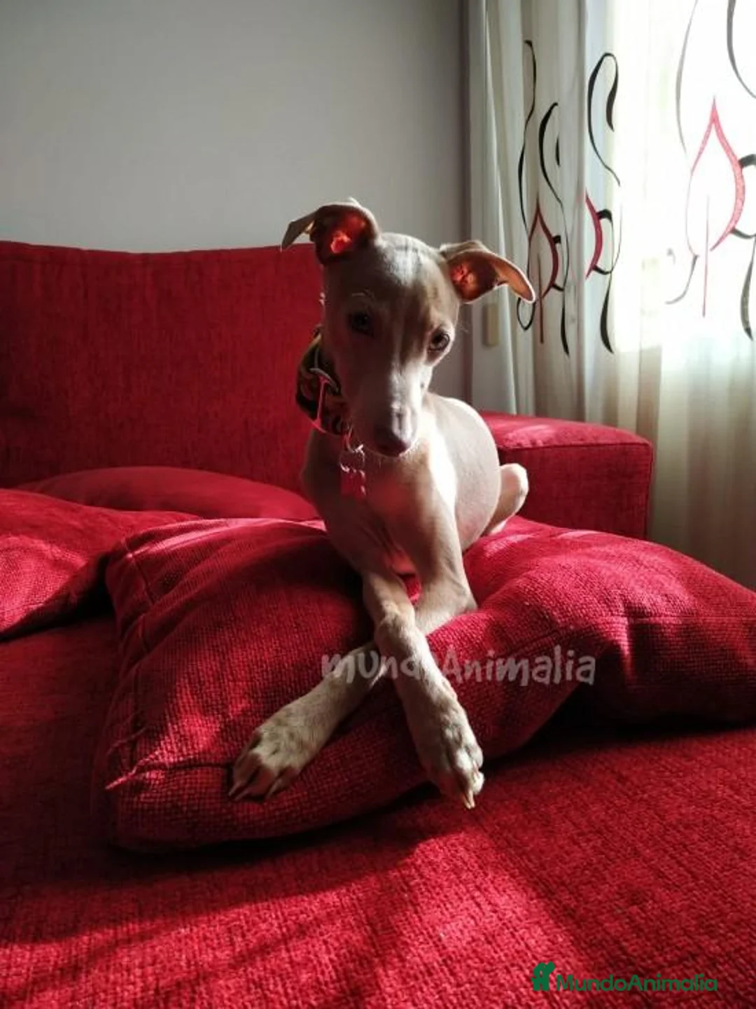 Imagen de galería {{count}}