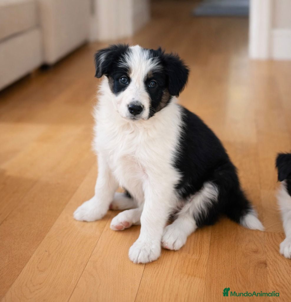 Border Collie perros Border Collie  - Anuncio 10