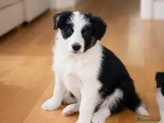 Border Collie perros Border Collie - Anuncio 10