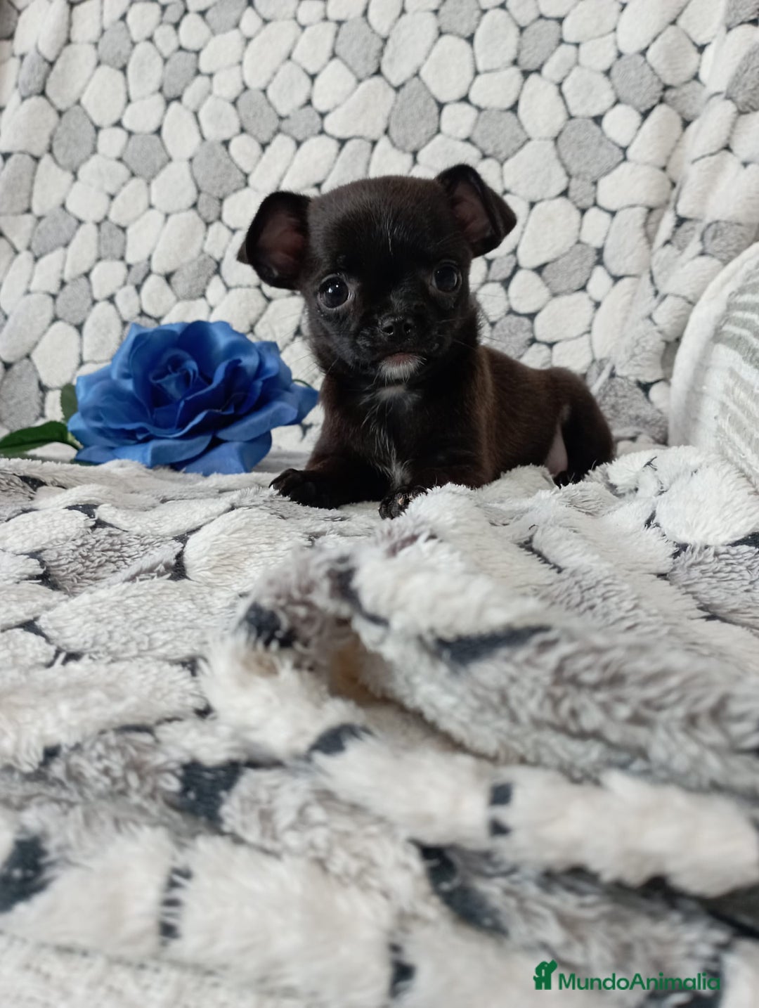 Chihuahua perros en venta: Chihuahua toy colores exóticos pelo largo y corto  - Anuncio 7