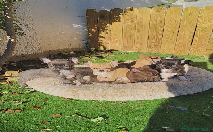 Chihuahua perros Chihuahua linia rusa - Anuncio 3