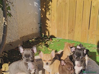 Chihuahua perros Chihuahua linia rusa - Anuncio 3