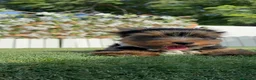 Yorkshire Terrier perros en venta: YORKSHIRE TERRIER - Anuncio 4