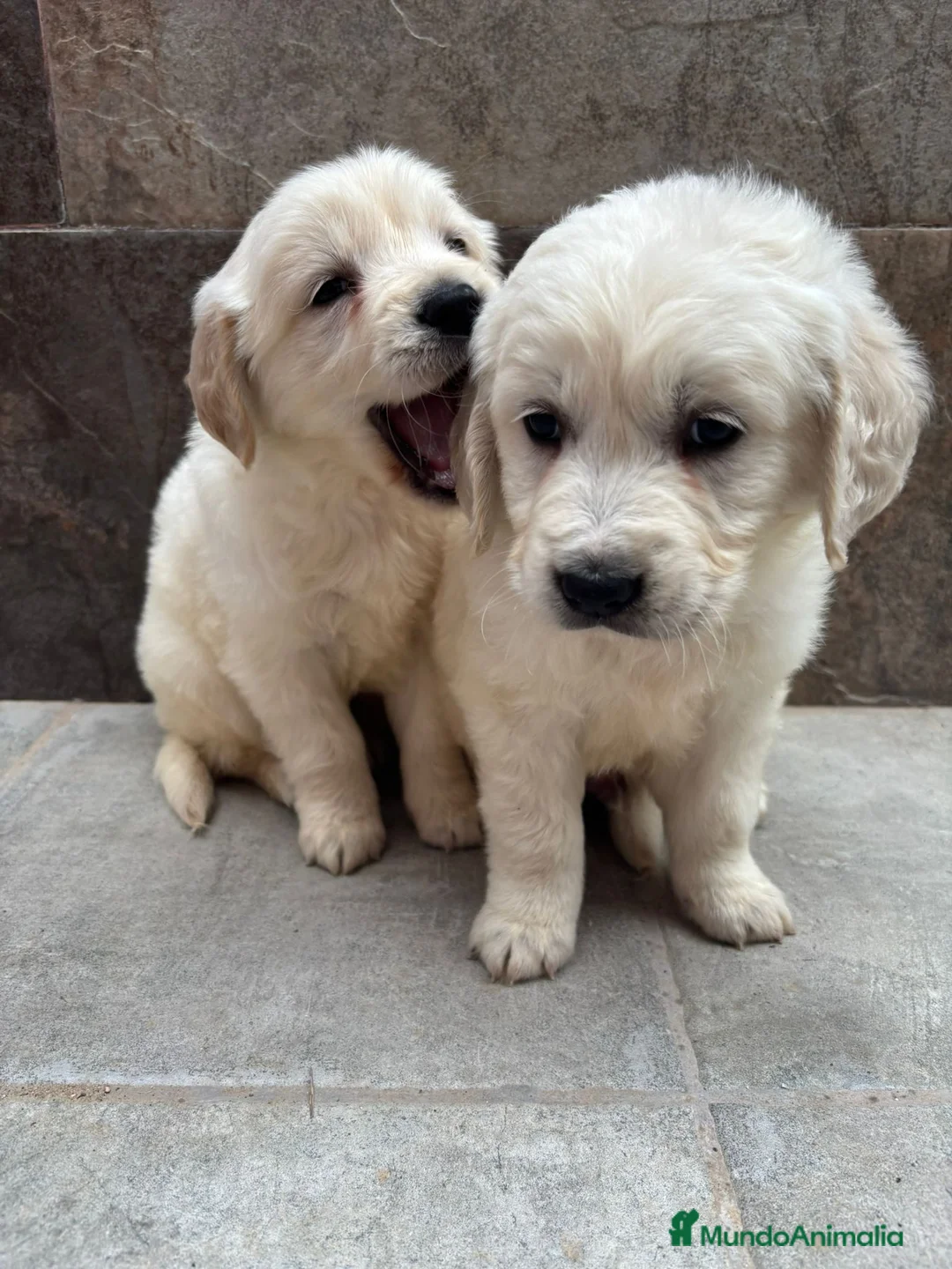 Golden Retriever perros en venta: Espectacular golden retriever  - Anuncio 1