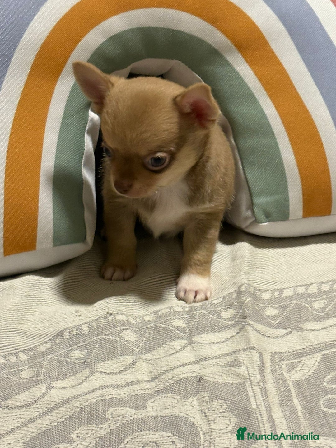 Chihuahua perros en venta: Exclusivos chihuahuas rusos - Imagen 20