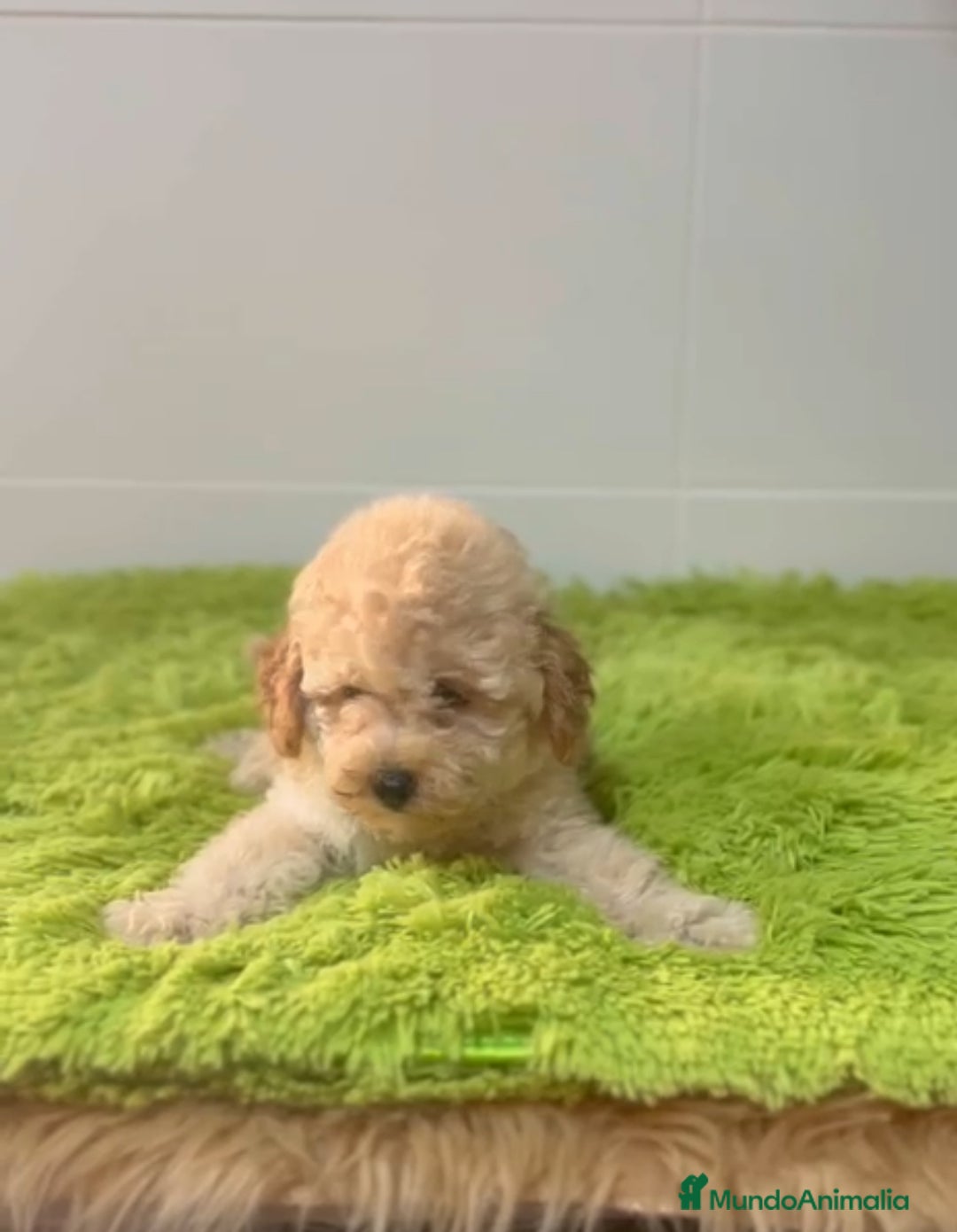 Caniche Enano perros en venta: Caniches  - Imagen 2