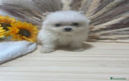 Pomerania perros en venta: pomerania  - Imagen 1